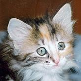 Sibirische Katze Hrubina von der Gronau